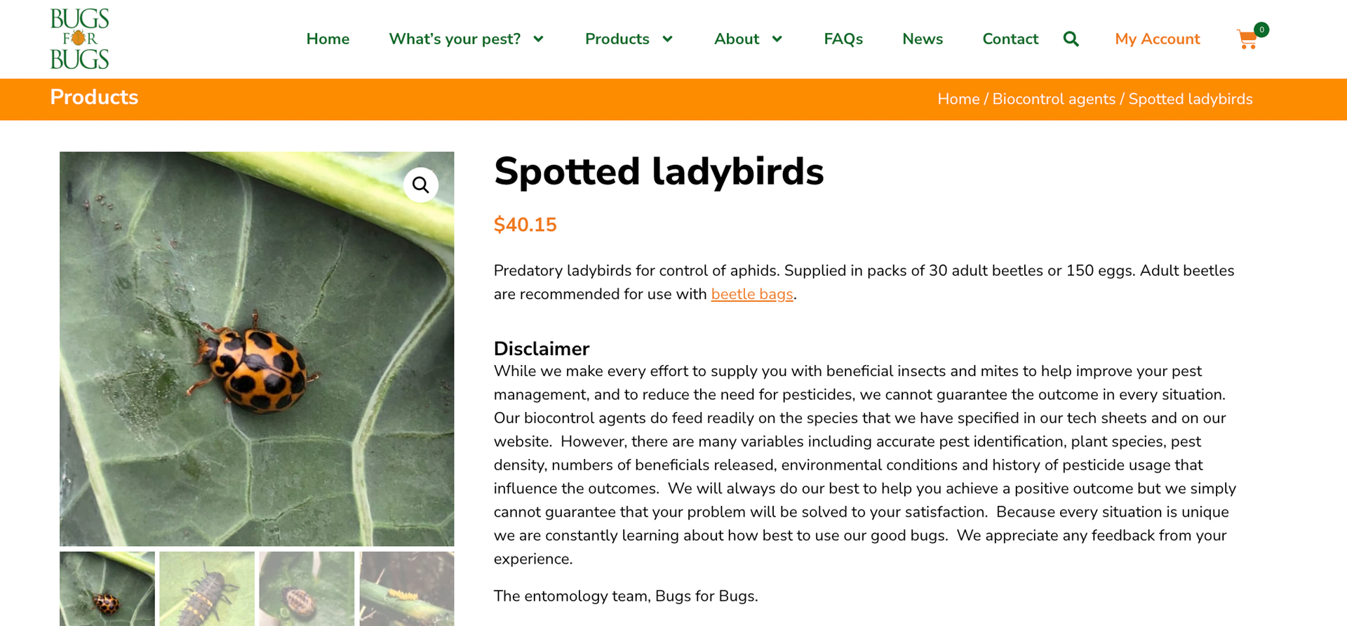 Spotted Ladybird on Leaf — NatureWise Pest Control In Port Macquarie, NSW