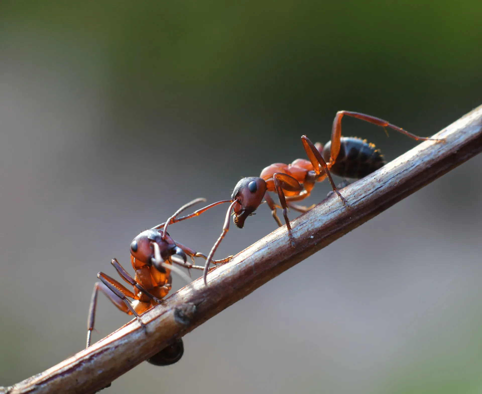 Two Red Ants on a Brown Twig, Antennae Touching — NatureWise Pest Control In Port Macquarie, NSW