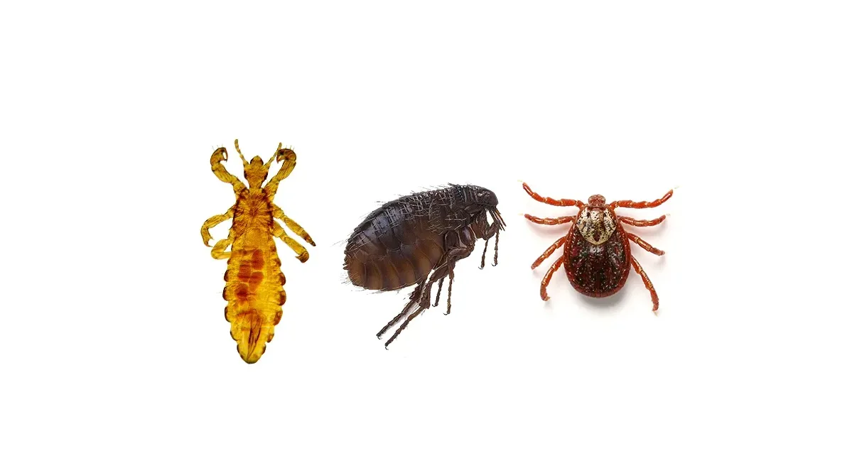 A Yellow Louse, Dark Flea, and Red Tick — NatureWise Pest Control In Port Macquarie, NSW