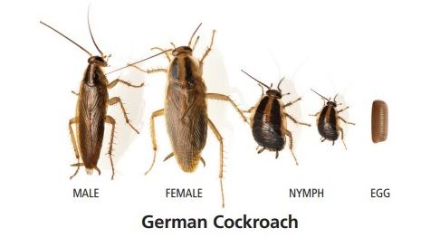 Diagram of German Cockroach Life Cycle — NatureWise Pest Control In Port Macquarie, NSW