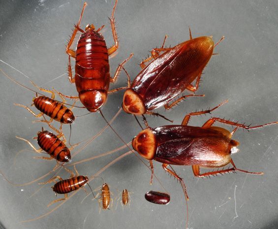 Cockroaches: Adults and Nymphs — NatureWise Pest Control In Port Macquarie, NSW