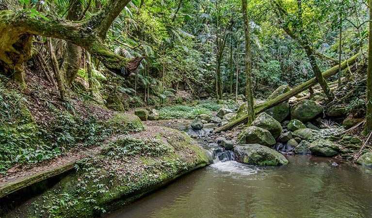 Stream Flows Through a Lush — NatureWise Pest Control In Port Macquarie, NSW