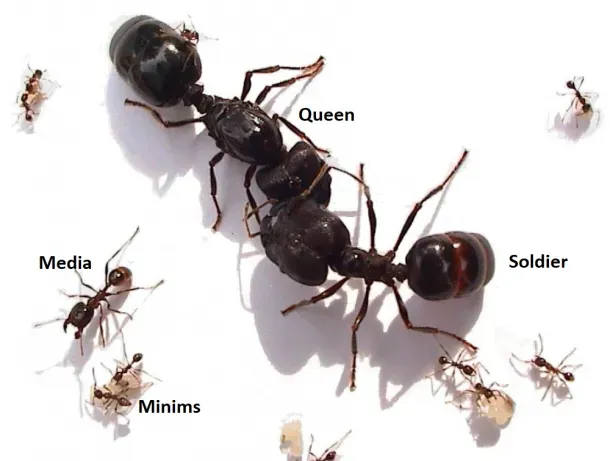 Ant Colony, Showing a Large Black Queen — NatureWise Pest Control In Port Macquarie, NSW