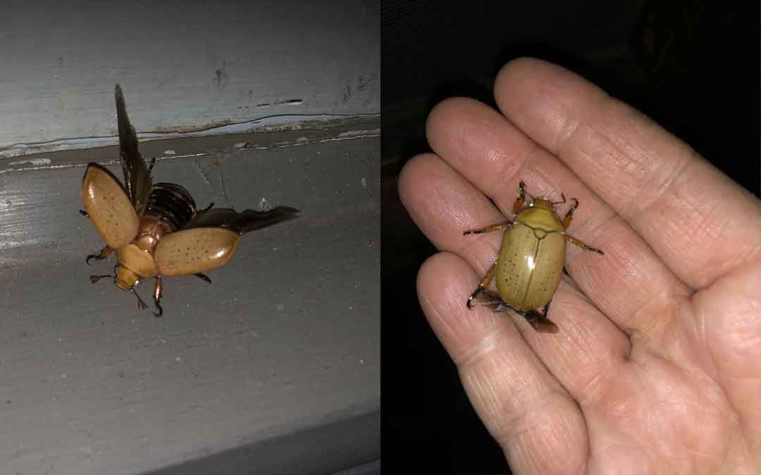 Beetle With Tan Shell and Wings Extended — NatureWise Pest Control In Port Macquarie, NSW