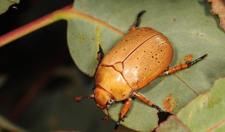 Beetle With Orange and Brown Shell on a Green Leaf — NatureWise Pest Control In Port Macquarie, NSW