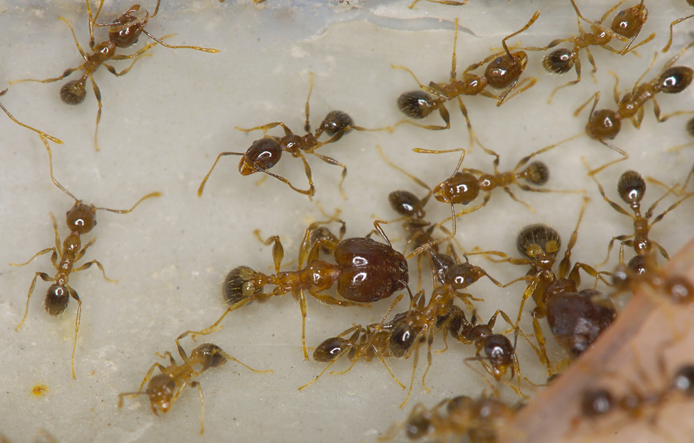 Brown Ants Clustered on a White Surface — NatureWise Pest Control In Port Macquarie, NSW