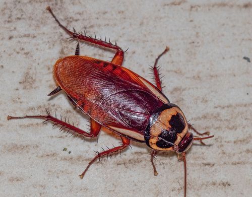 Brown Cockroach on a Textured White Surface — NatureWise Pest Control In Port Macquarie, NSW