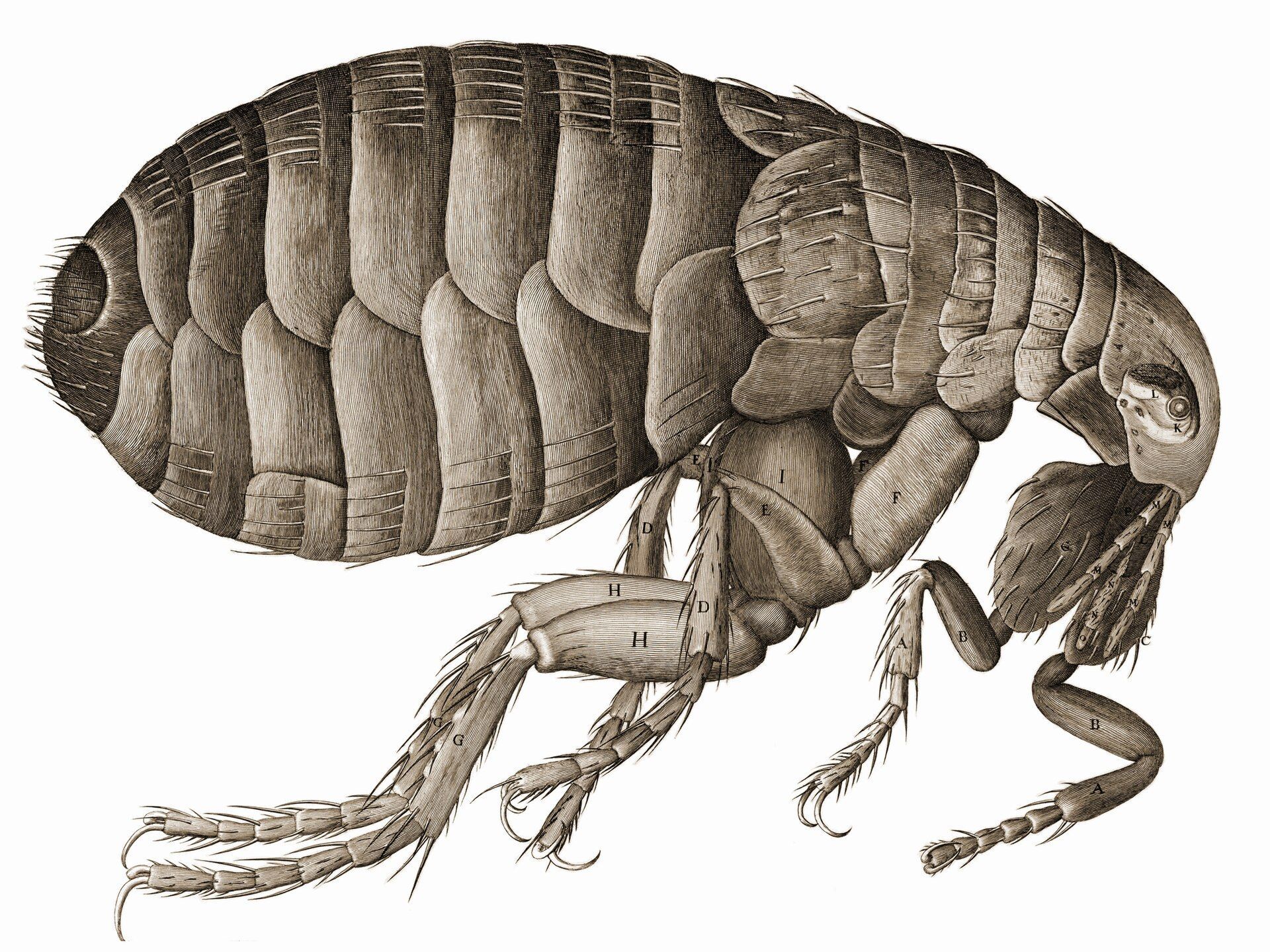 Detailed Drawing of a Flea — NatureWise Pest Control In Port Macquarie, NSW