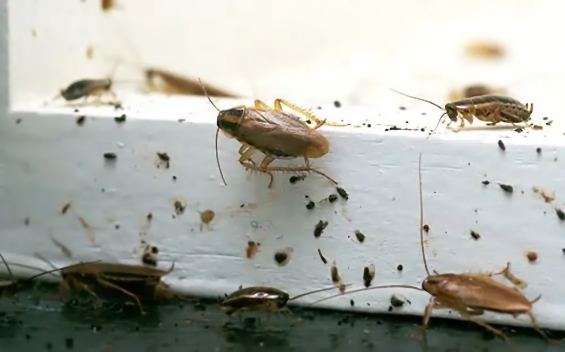 Cockroaches Crawling on a White Surface — NatureWise Pest Control In Port Macquarie, NSW