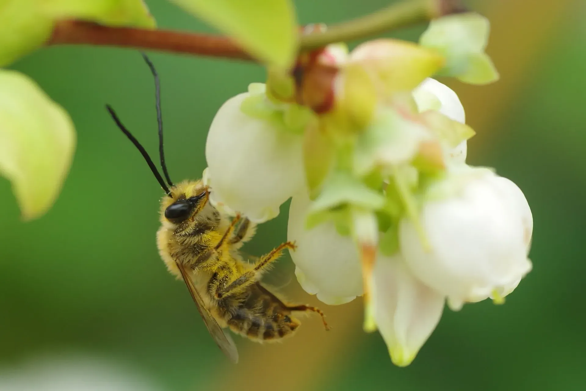 Bee Pollinating White Flower — NatureWise Pest Control In Port Macquarie, NSW