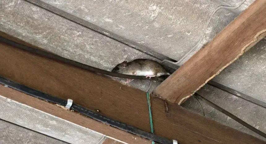 rattus rattus roof rat climbing along cables grey roof tiles and brown wooden beams rodent control pest proofing rat infestation naturewise pest control port macquarie