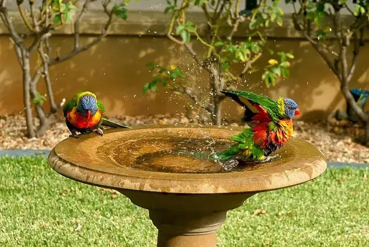 Two Rainbow Lorikeets Bathing in a Brown Birdbath — NatureWise Pest Control In Port Macquarie, NSW
