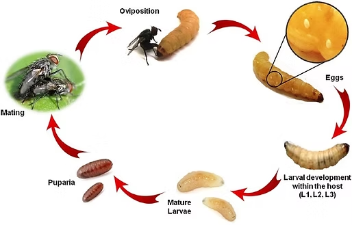 Fly Life Cycle — NatureWise Pest Control In Port Macquarie, NSW