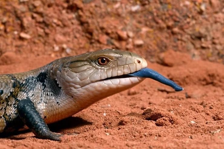 Blue-Tongued Skink With Blue Tongue Extended — NatureWise Pest Control In Port Macquarie, NSW