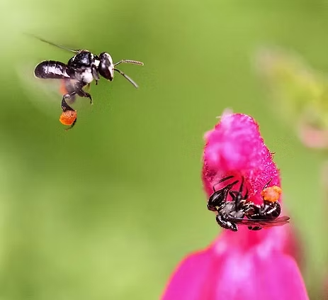 Black Bees With Orange Pollen Sacks on Pink Flower — NatureWise Pest Control In Port Macquarie, NSW