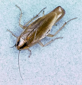 Adult Female German Cockroach, Blattella Germanica, With Ootheca — NatureWise Pest Control In Port Macquarie, NSW