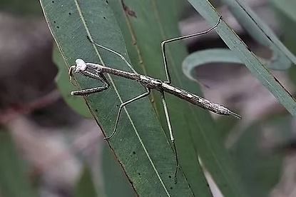 Praying Mantis on a Green Leaf — NatureWise Pest Control In Port Macquarie, NSW