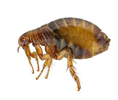 Brown Flea With Visible Legs and Body — NatureWise Pest Control In Port Macquarie, NSW