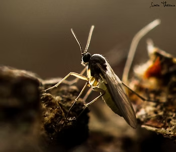 Female of an Unidentified Species of Sciaridae Par Simon Thevenin — NatureWise Pest Control In Port Macquarie, NSW