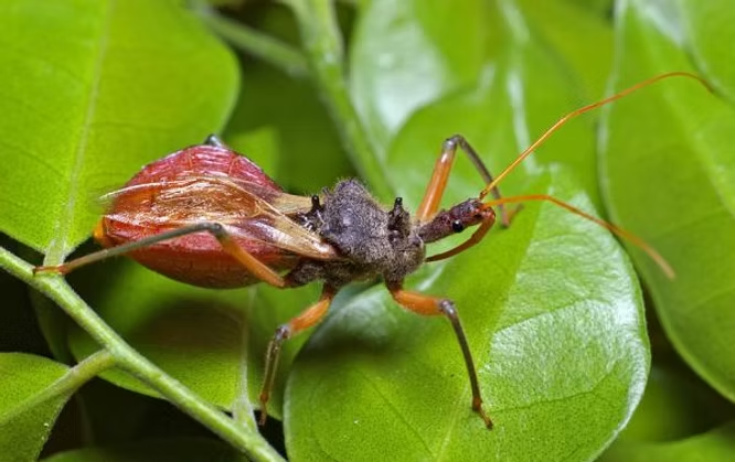 Assassin Bug on Green Leaves — NatureWise Pest Control In Port Macquarie, NSW