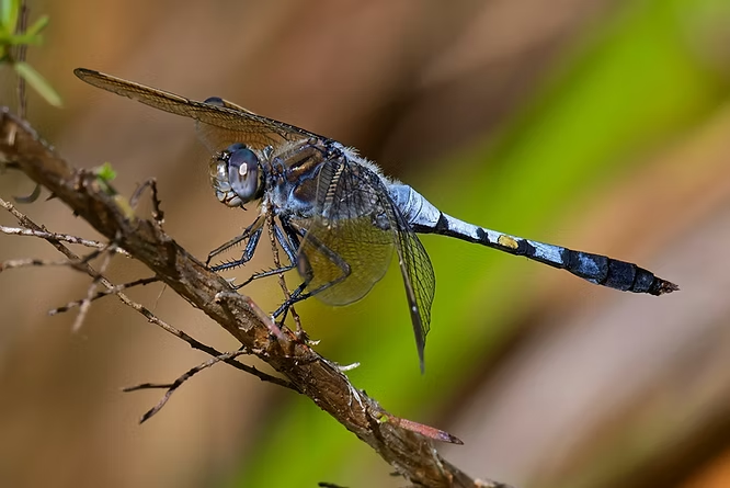 Dragonfly Perched on a Twig — NatureWise Pest Control In Port Macquarie, NSW