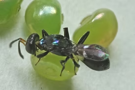 Small, Iridescent Black Wasp on a Green Grape — NatureWise Pest Control In Port Macquarie, NSW