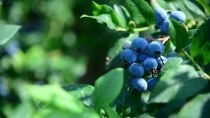Blue Blueberries on a Green Bush — NatureWise Pest Control In Port Macquarie, NSW