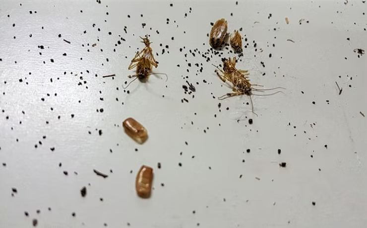 Dead Cockroaches and Egg Casings on a White Surface — NatureWise Pest Control In Port Macquarie, NSW