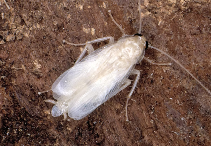 Adult German Cockroach, Blattella Germanica, Recently Molted — NatureWise Pest Control In Port Macquarie, NSW