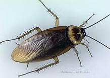 Brown Cockroach on a White Surface — NatureWise Pest Control In Port Macquarie, NSW