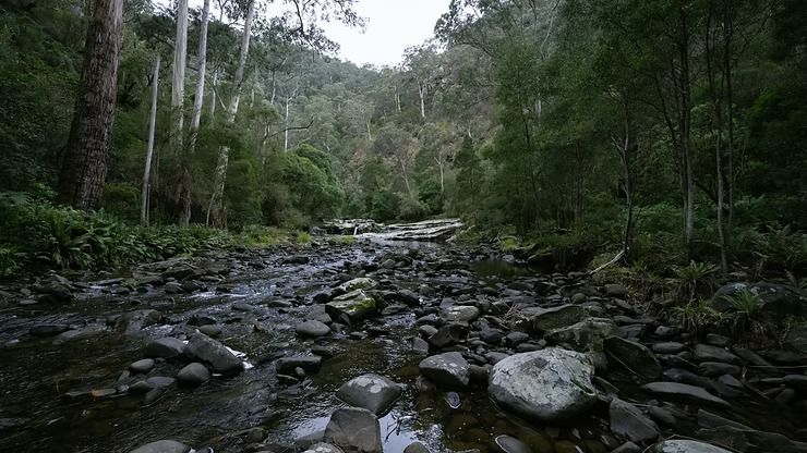 A Shallow, Rocky River Flows Through a Dense Forest — NatureWise Pest Control In Port Macquarie, NSW