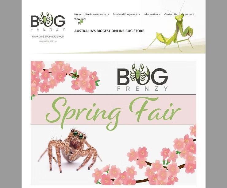 Home Page Screenshot of Bug Frenzy Website — NatureWise Pest Control In Port Macquarie, NSW