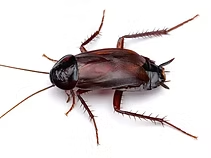 Cockroach on a White Background, Dark Brown Body — NatureWise Pest Control In Port Macquarie, NSW