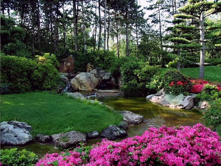 Japanese Garden With Pink Azaleas, Rocks, Pond, and Evergreen Trees — NatureWise Pest Control In Port Macquarie, NSW