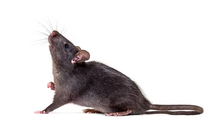 Dark Rat Looking Up — NatureWise Pest Control In Port Macquarie, NSW