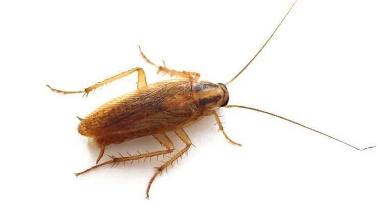 Cockroach With Long Antennae and Six Legs — NatureWise Pest Control In Port Macquarie, NSW