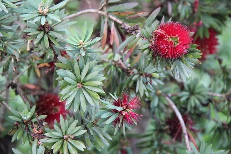 Red Bottlebrush Flowers on a Green Leafy Plant — NatureWise Pest Control In Port Macquarie, NSW