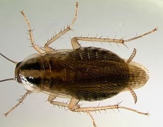 Adult Female German Cockroach — NatureWise Pest Control In Port Macquarie, NSW