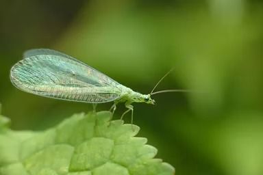 Green Lacewing Insect With Delicate Wings — NatureWise Pest Control In Port Macquarie, NSW