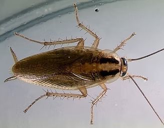 Adult Male German Cockroach — NatureWise Pest Control In Port Macquarie, NSW