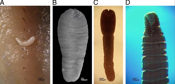 Worms, Each Different in Shape and Colour — NatureWise Pest Control In Port Macquarie, NSW