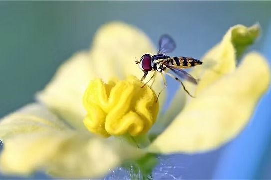 Striped Hoverfly on a Yellow Flower — NatureWise Pest Control In Port Macquarie, NSW