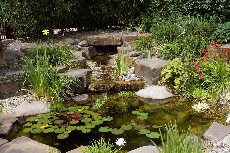 Water Garden With Waterfall, Lily Pads, Large Rocks, and Lush Greenery — NatureWise Pest Control In Port Macquarie, NSW