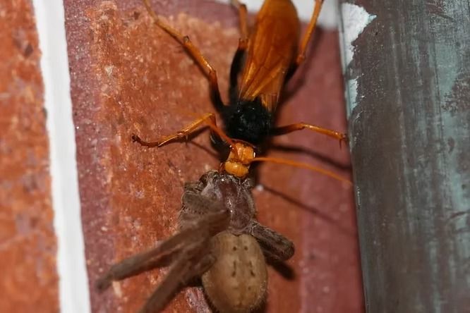 Orange Wasp Attacks and Carries a Tan Spider — NatureWise Pest Control In Port Macquarie, NSW