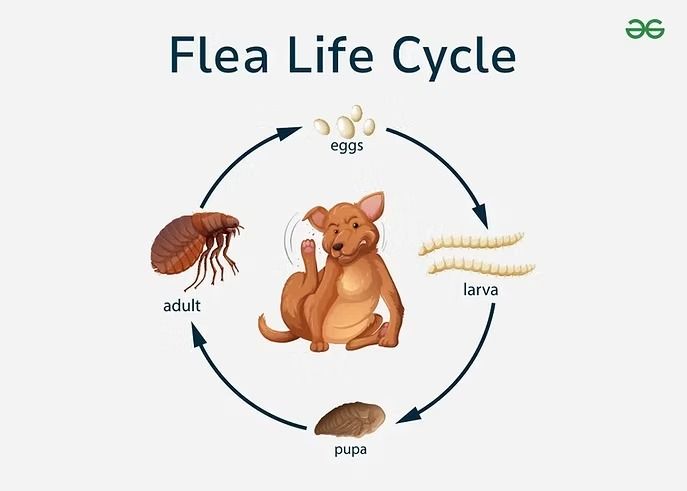 Flea Life Cycle — NatureWise Pest Control In Port Macquarie, NSW