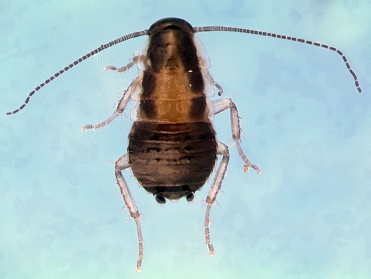 Cockroach With Brown Body, Long Antennae, and Six Legs — NatureWise Pest Control In Port Macquarie, NSW