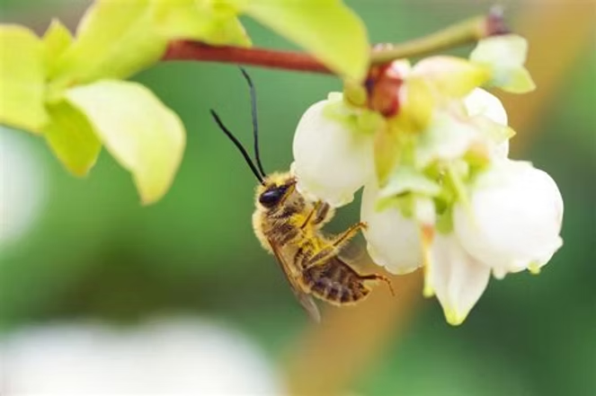 Bee Pollinating Blueberry Flower — NatureWise Pest Control In Port Macquarie, NSW