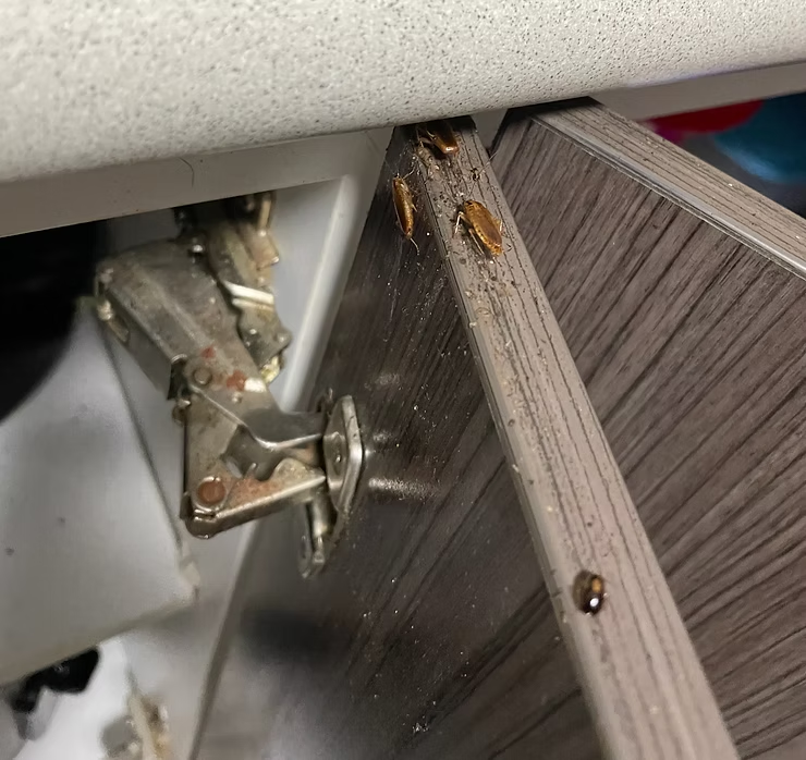 Cockroaches on the Inside of a Partially Open Kitchen Cabinet — NatureWise Pest Control In Port Macquarie, NSW