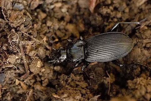 Black Beetle With Ridged Back in Dark Soil — NatureWise Pest Control In Port Macquarie, NSW
