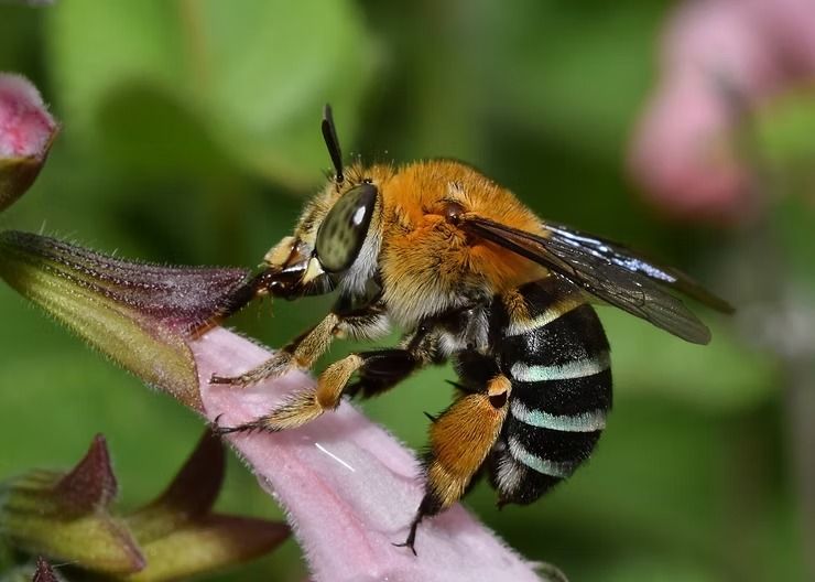 Bee With Orange and Black Stripes on a Pink Flower, Collecting Nectar — NatureWise Pest Control In Port Macquarie, NSW
